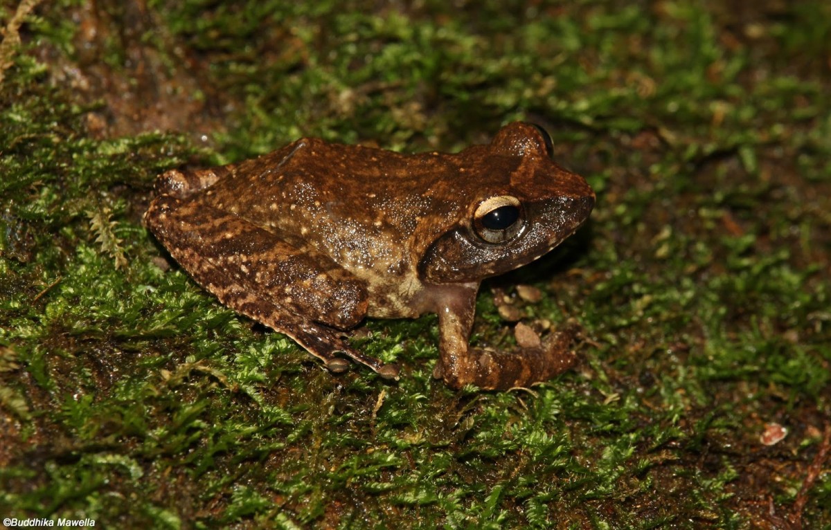 Pseudophilautus fulvus Manamendra-Arachchi & Pethiyagoda, 2005